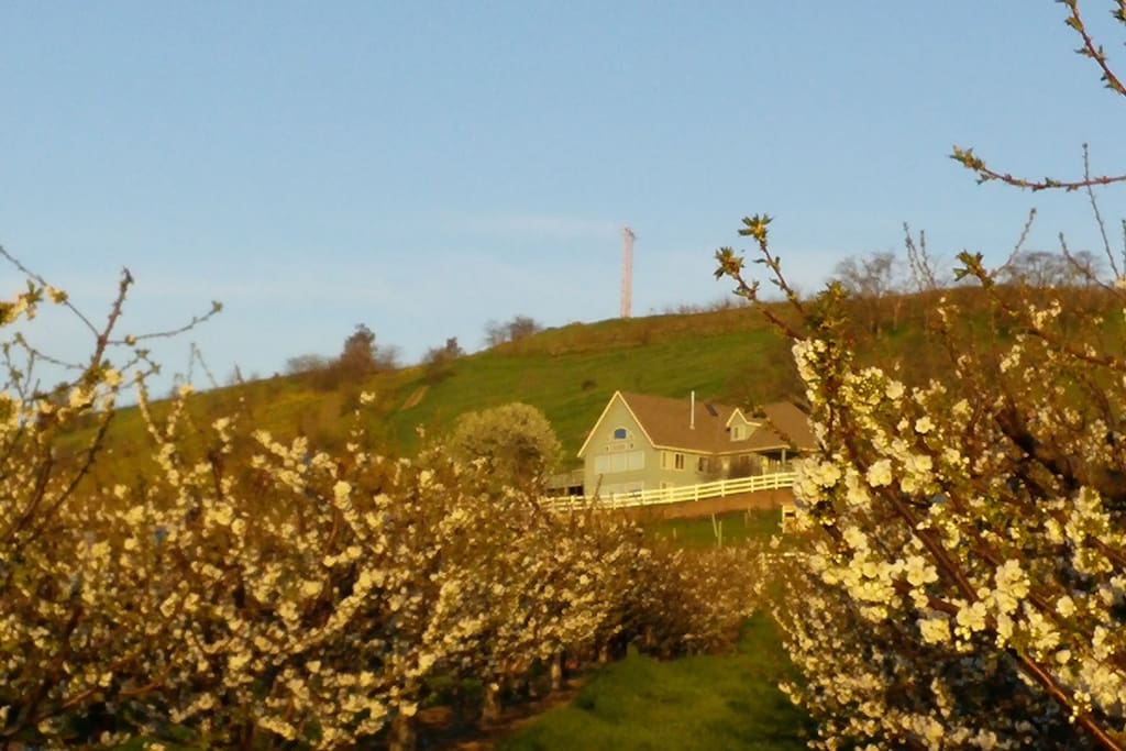 Sunrise Blossom