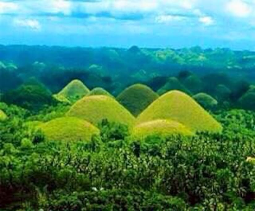 World famous Chocolate Hills