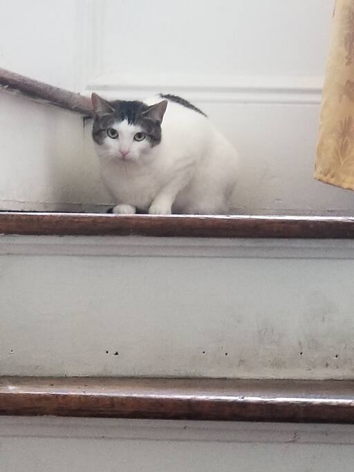 my cat