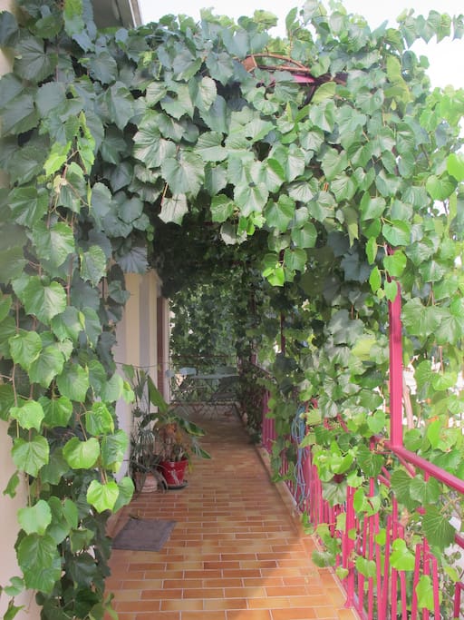 terrasse sous la tonnelle