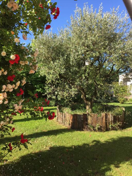 the front olive tree