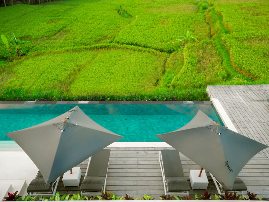 View of the rice fields from our roof top area