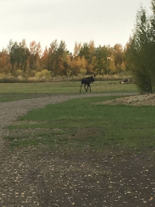 A moose is headed towards a 12 acre camping lot and forest