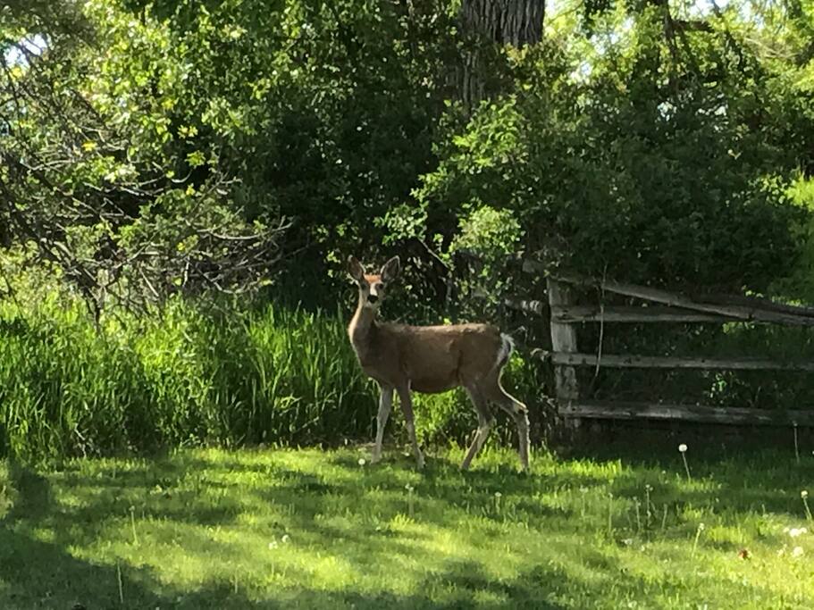 Frequent visitor