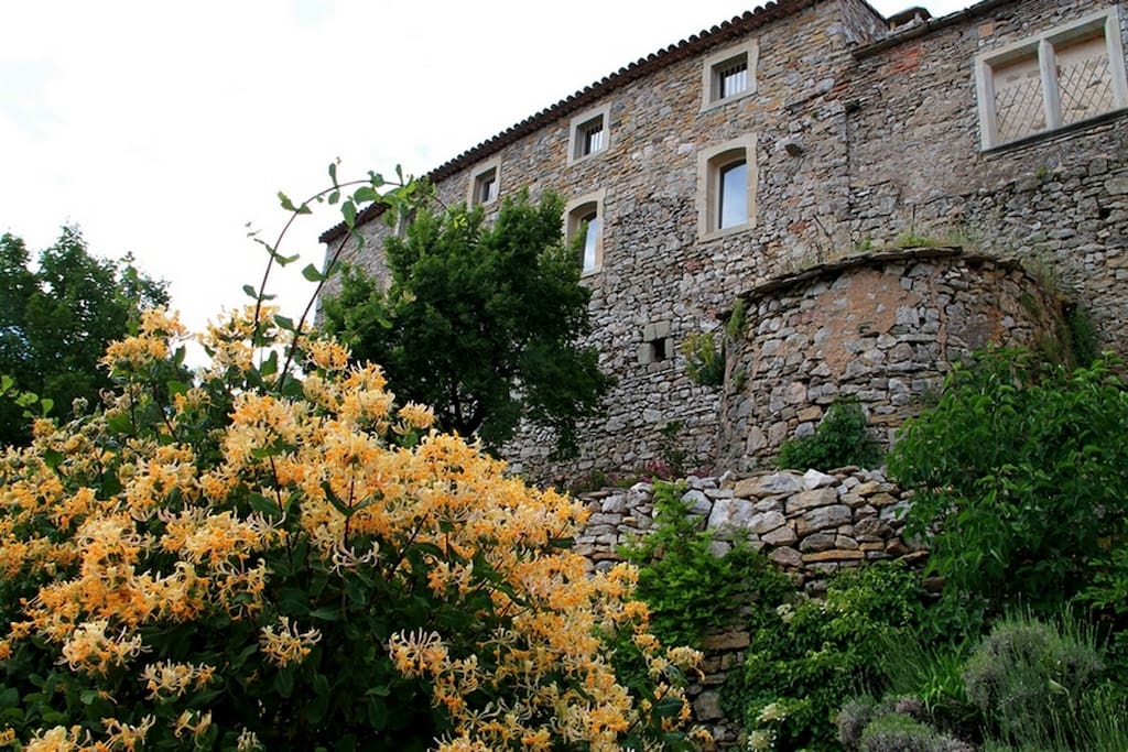Chevrefeuille en façade