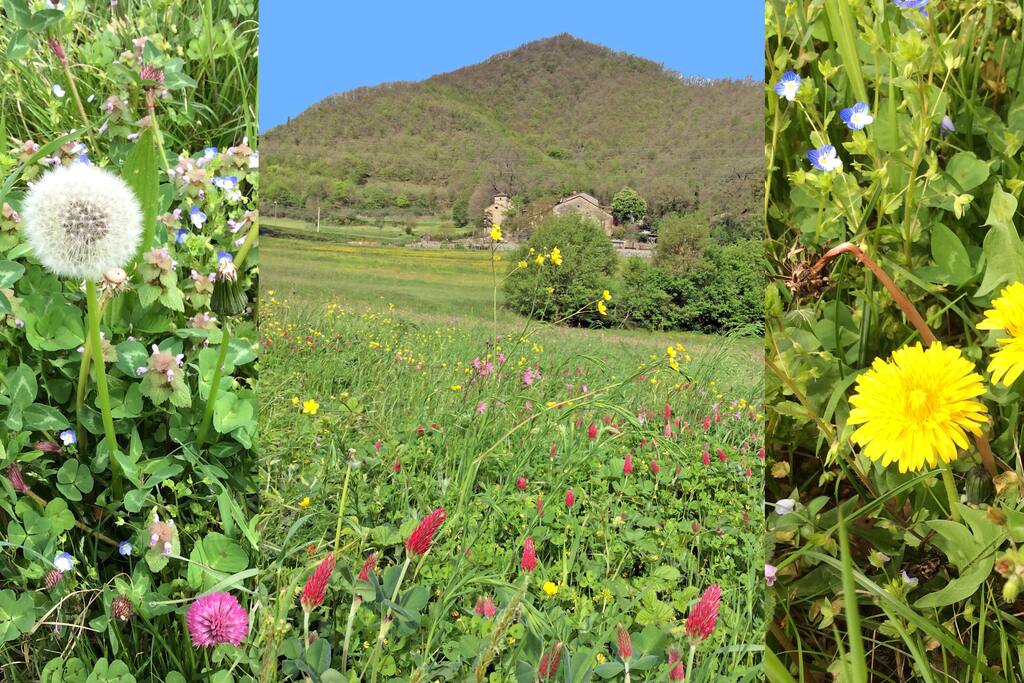 La Pieve in fiore, primavera