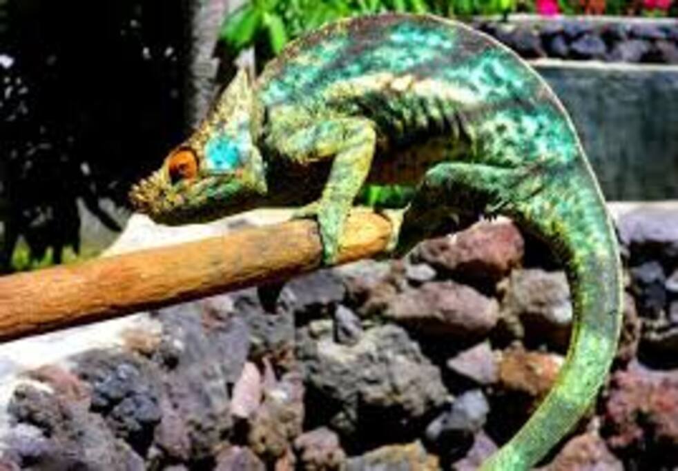 Caméléon