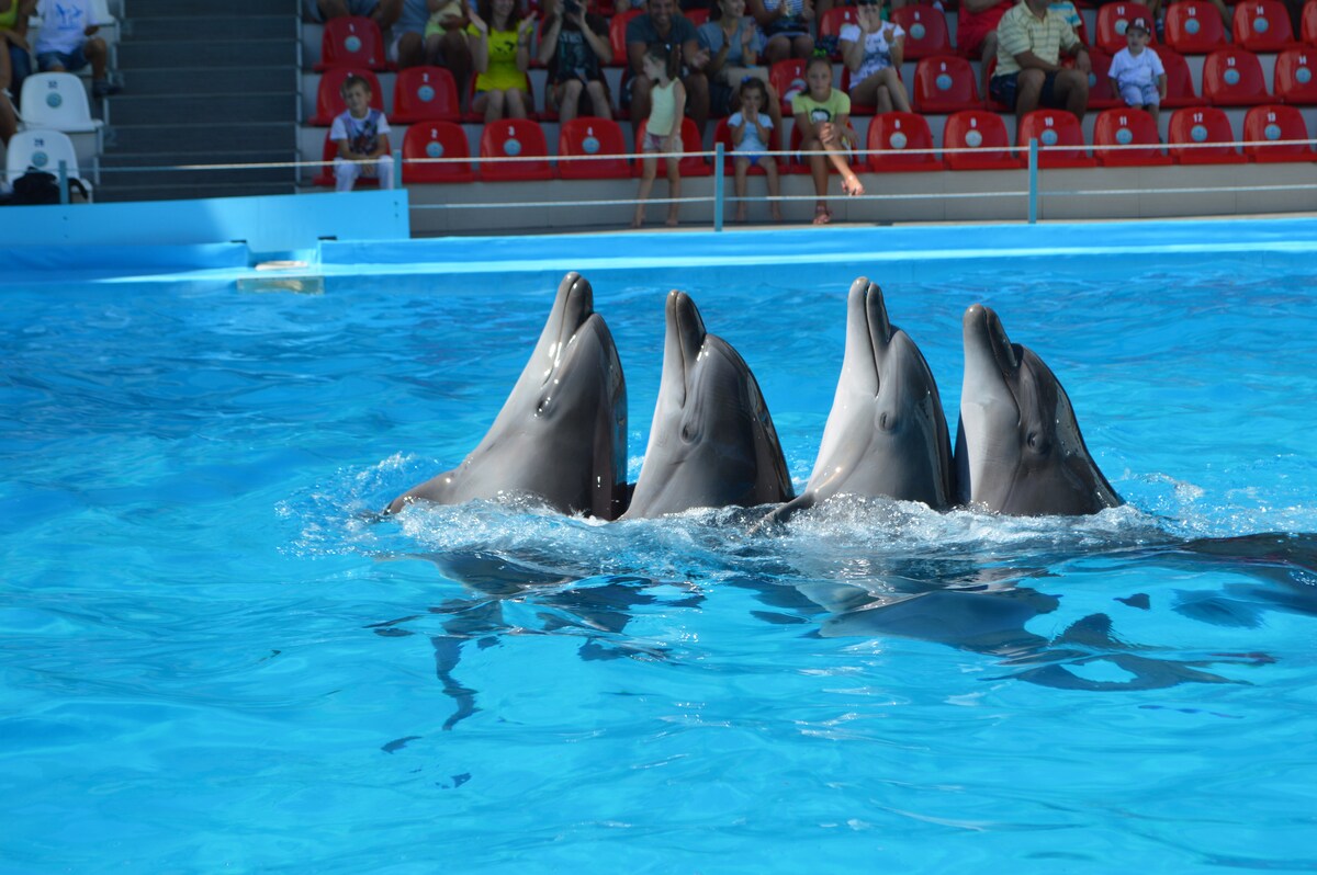 Four dolphins are seen performing synchronized movements in a bright blue pool, creating splashes of water. The background features a crowd seated in bright red chairs, observing the performance under a clear sky.