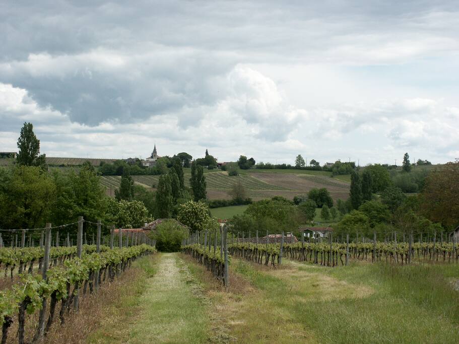 Vue des vignes derrière notre maison