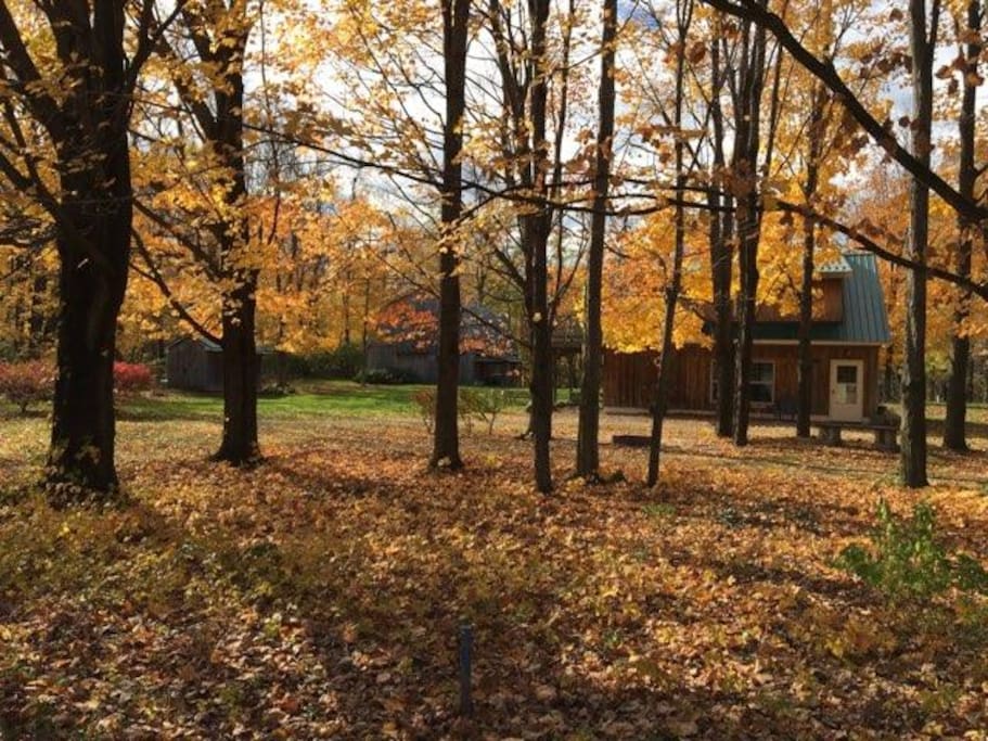 Fall - Picture