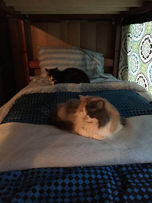 Naxos & Sappho sharing the bottom bunk