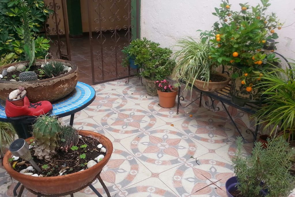 Mis plantitas.