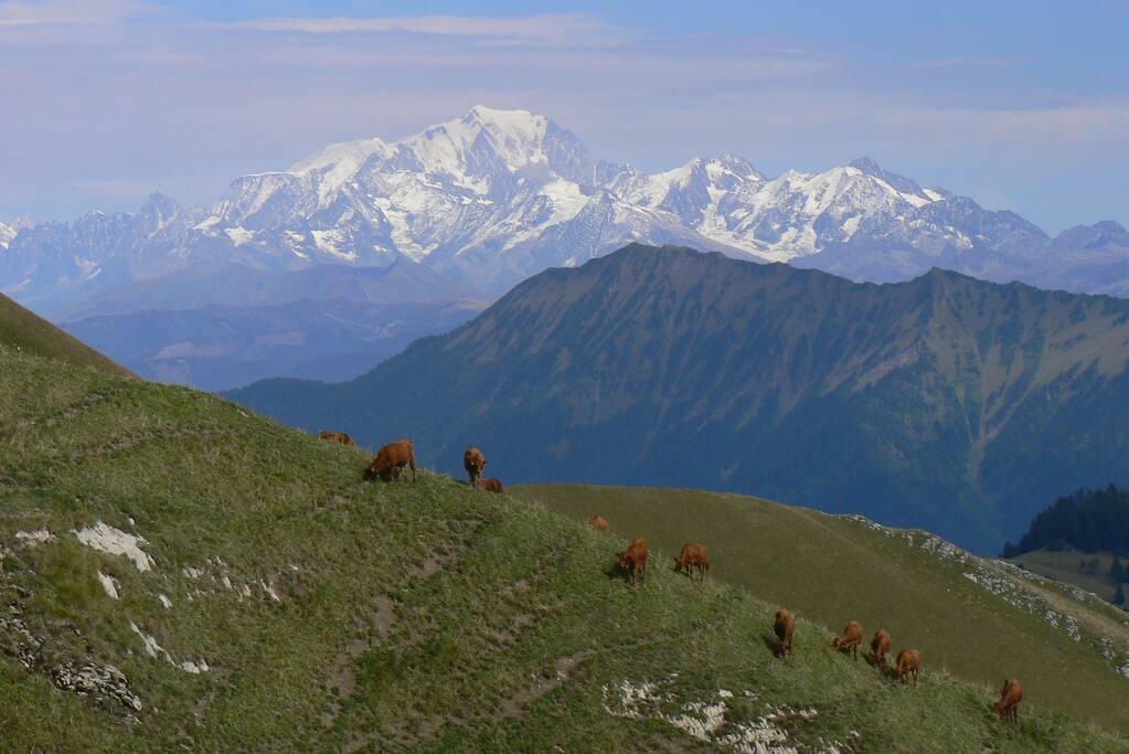 En randonnée dans les Bauges, le Mont Blanc n'est jamais loin, comme ici en montant au Trelod. L'Aiguille du Midi est à 2h de route