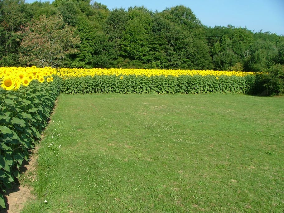Sunny Sunflowers