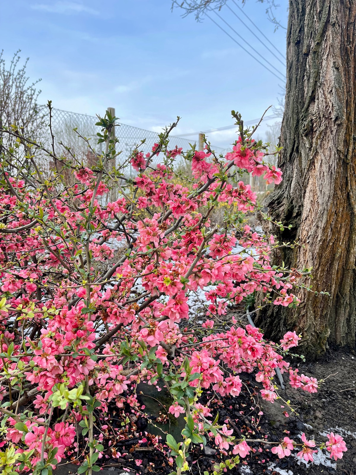 A flowering shrub displays vibrant pink blossoms against a backdrop of green foliage. A tree trunk stands nearby, providing a natural contrast to the colorful blooms, while a clear blue sky is visible in the upper portion of the image.