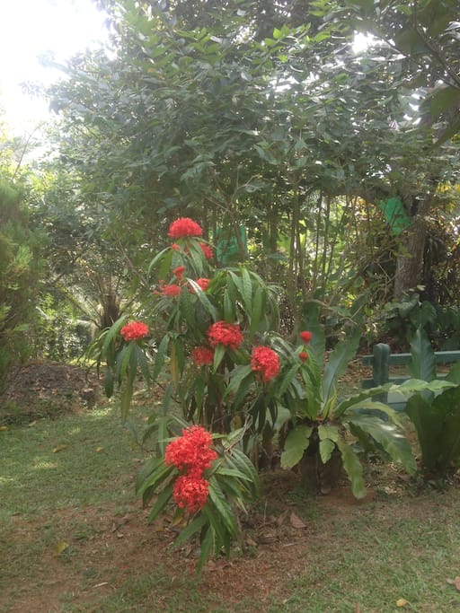 my beautiful garden