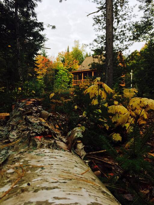 Cabin up the hill from a fallen gray birch tree