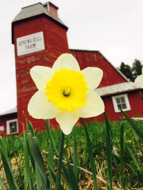 Spring Hill Farm fresh eggs, coffee & hot tub