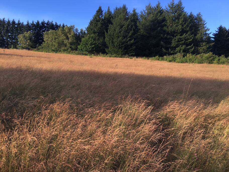 View Northeast toward Wooded Tent Sites