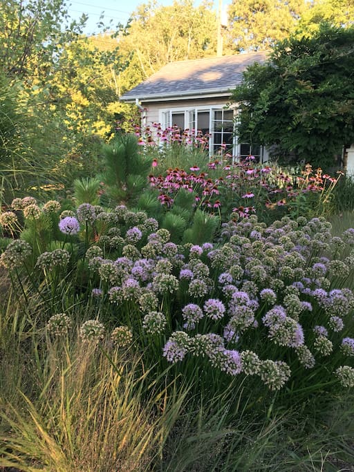 The garden in full bloom