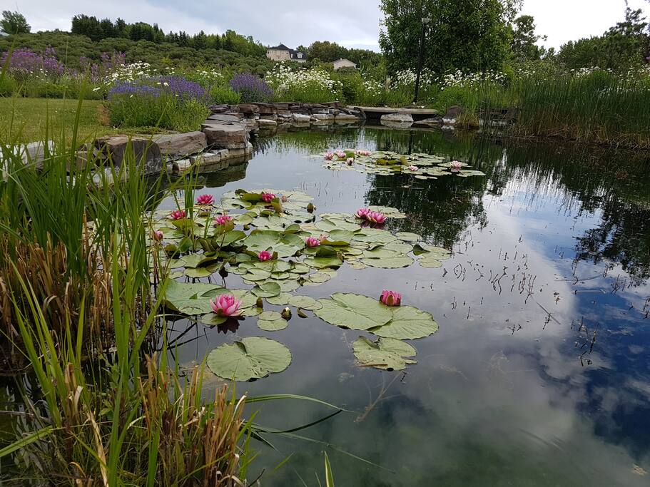 Lily pond - June