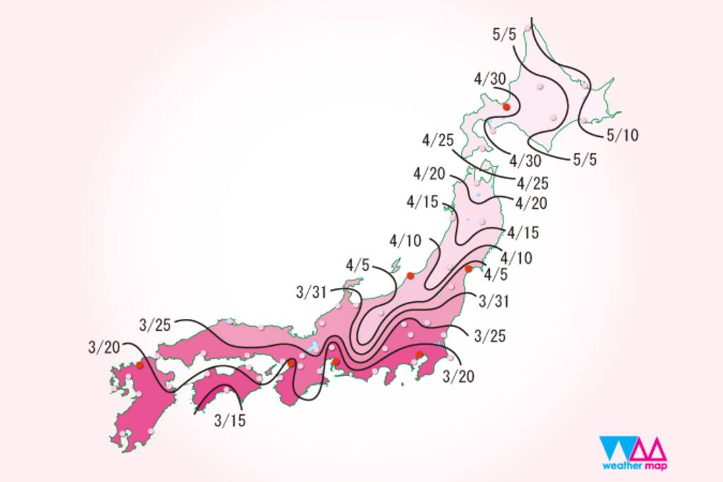 In 2018 it announced a blooming forecast a little early in mid April!
2018年は少し早めの4月中旬開花予想と発表!