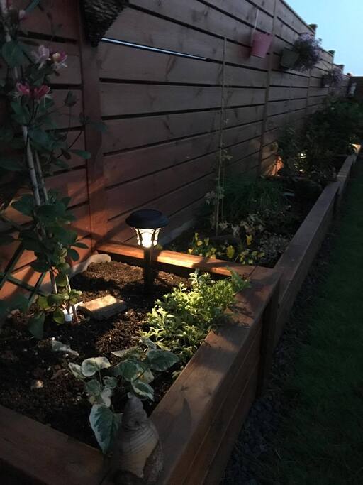 our garden