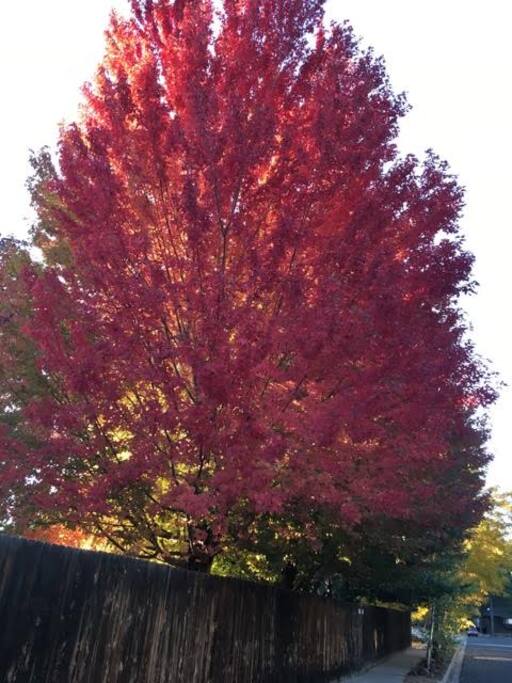 One of the trees in the backyard
