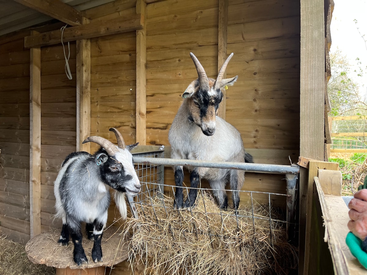 Two goats are seen in a rustic wooden enclosure. One goat stands on a wooden platform covered with hay, while the other remains below, both exhibiting distinct black and white markings with curved horns. The natural wood backdrop enhances the countryside setting.