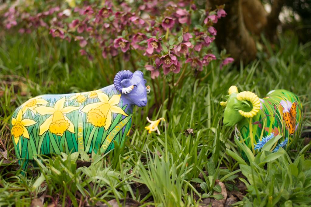 Not Herdwick Sheep, but very happy here