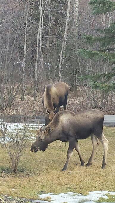 Moose eating my lilacs in the front yard.