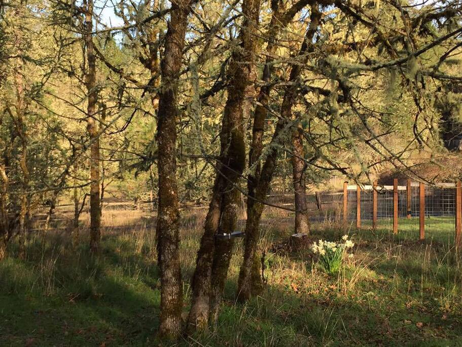 Our Woods