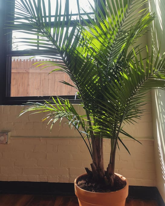 fresh palm stretching five feet high