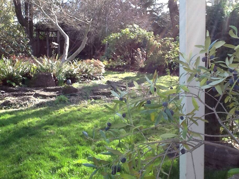Peek of the large, lush backyard.