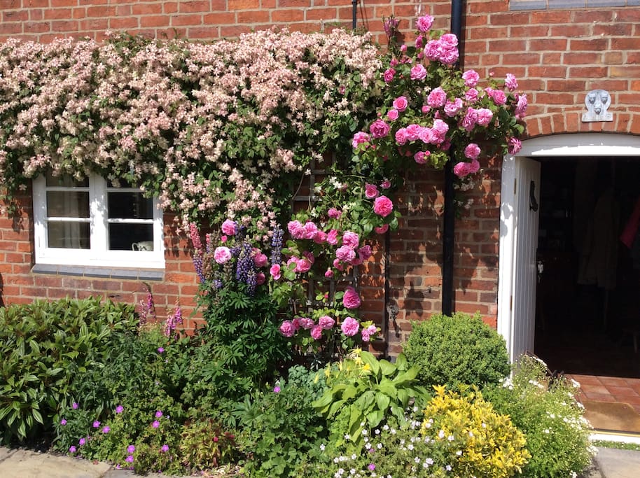 Glorious Gertrude Jeykell roses around the front door. June 2016