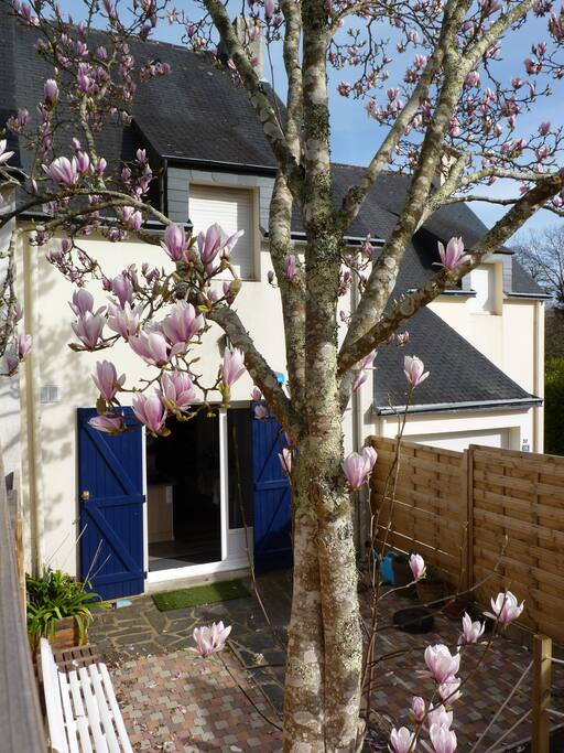 http://magnolia-penfoul.com
Le magnolia en fleur