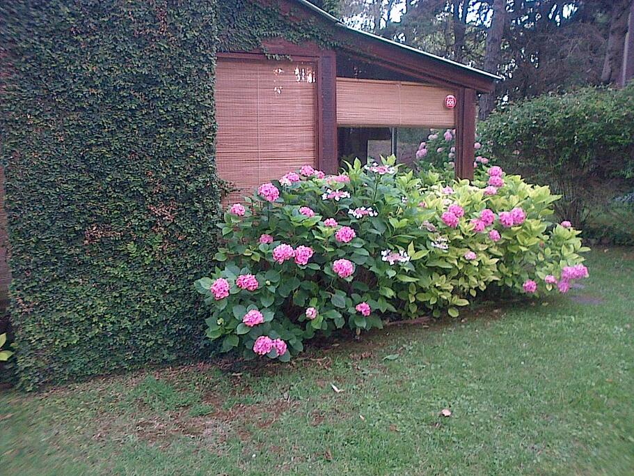 hortensias en floración