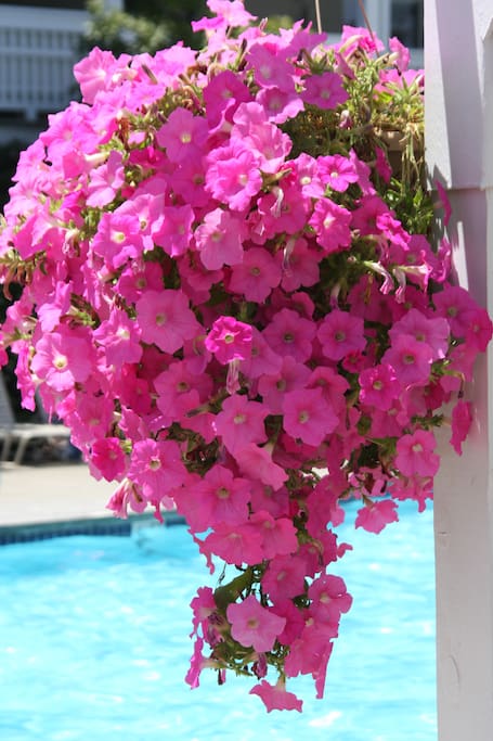 A beautiful flower basket hanging in the pool area.