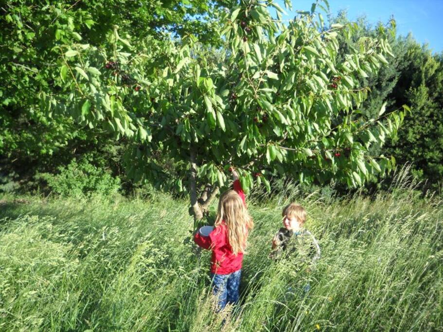 Il y a 4000 m2 de jardin un peu sauvage.