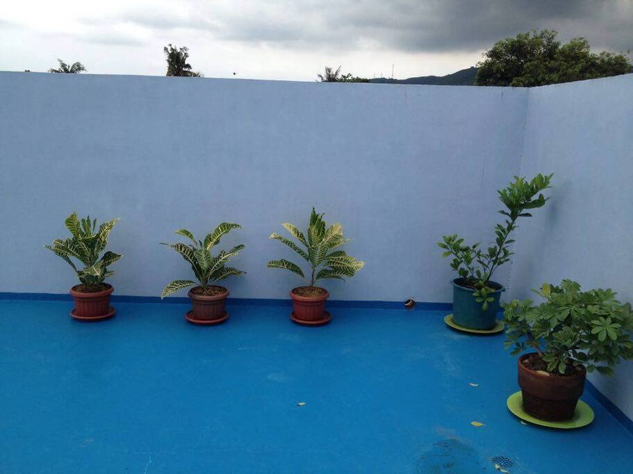 Roof Deck Plant Life