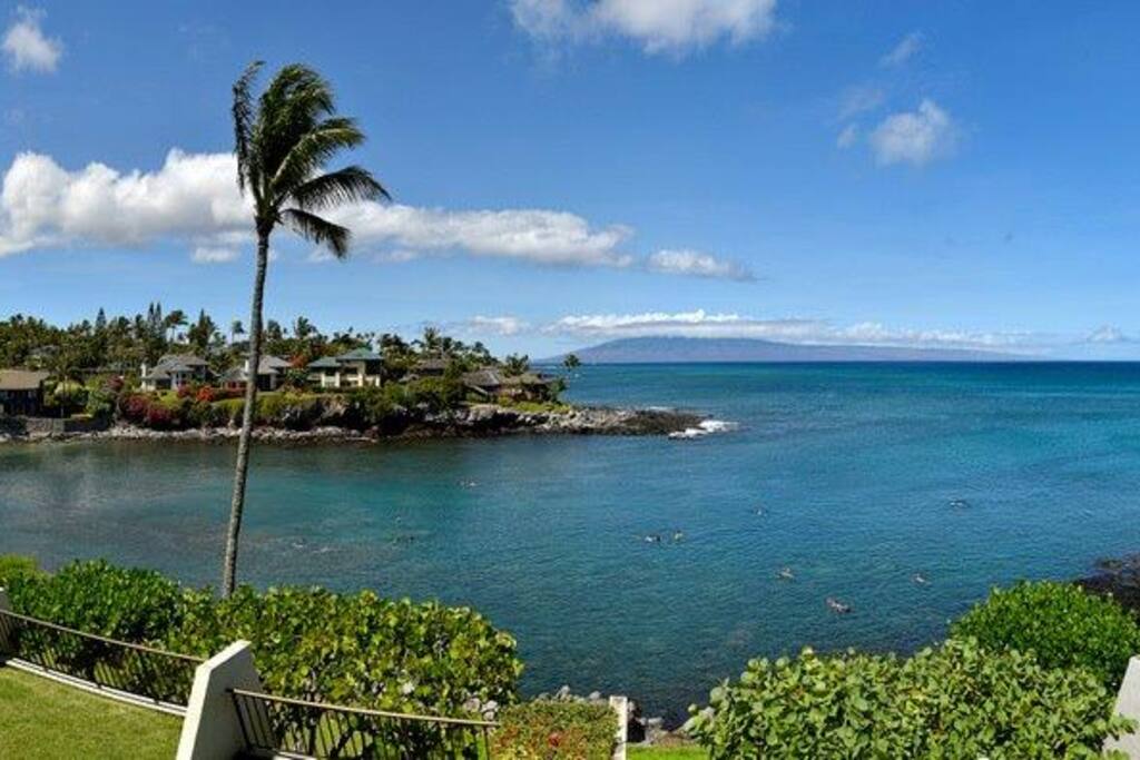 View of the cove with turtles everywhere