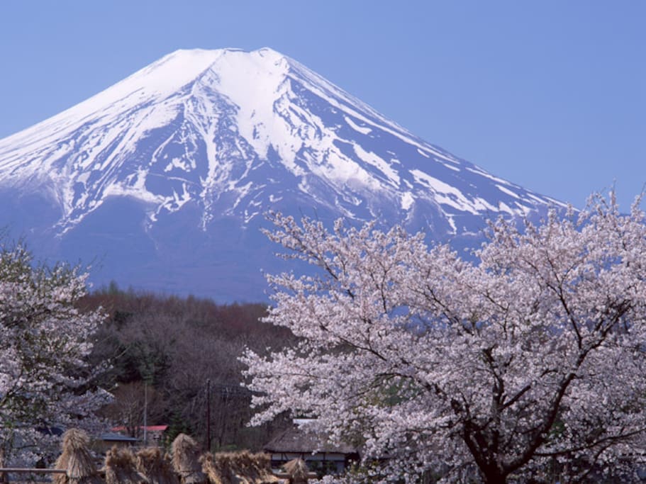 I named the room "SAKURA" (cherry blossoms) that is the most favorite flower in Japan.