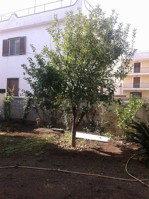 IL GIARDINO PRECISAMENTE IL MELO