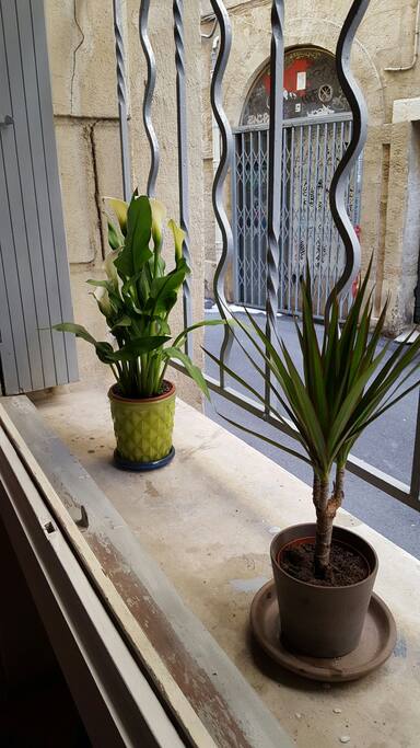 les plantes