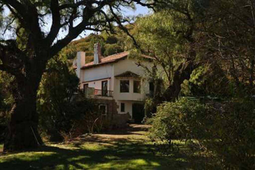 Aguaribay añoso