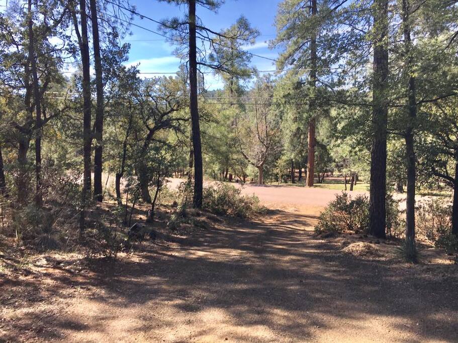 Forest area up driveway