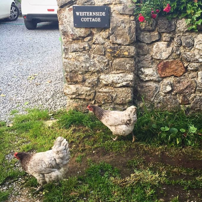 Our hens roaming