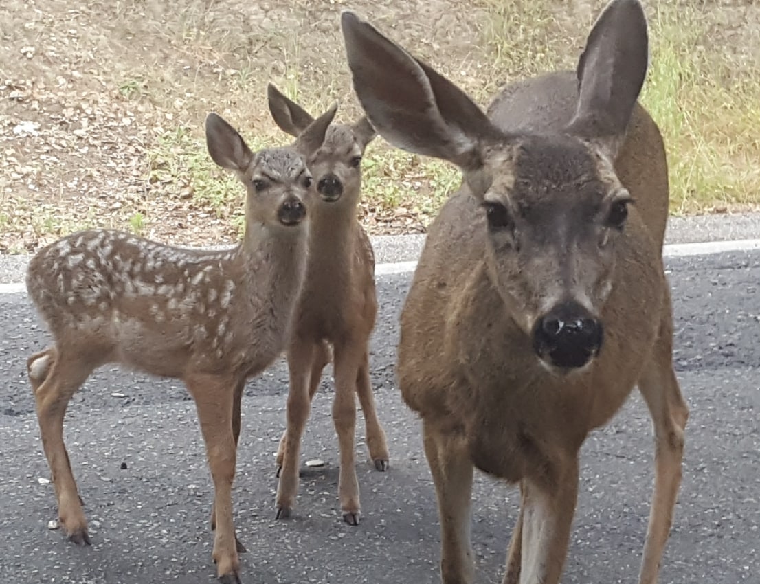 A group of three deer is seen on a roadway. One adult deer stands prominently, accompanied by two spotted fawns. The fawns appear curious, with their ears perked up, while the adult deer gazes intently. Surrounding vegetation is blurred in the background.
