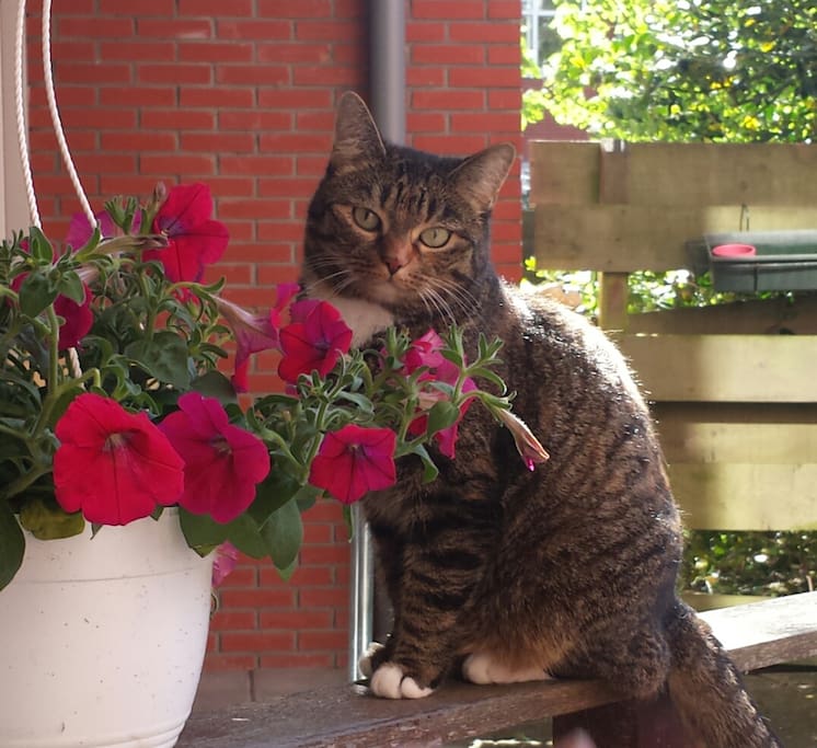 Onze lieve poes, Shoshi.