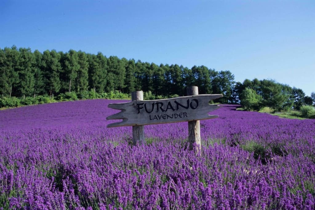 One of the many beautiful lavender fields in the region (Furano Winery - 10 mins drive)
